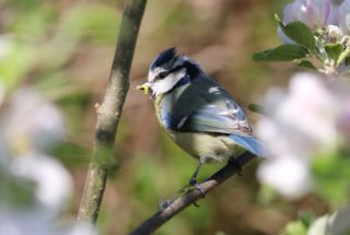 Mésange bleue