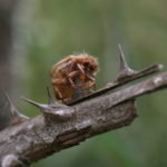 La pie-grièche écorcheur utilise les épines pour y accrocher ses proies. Ici, un hanneton empalé sur le lardoir © R.Liozon LPO Aveyron