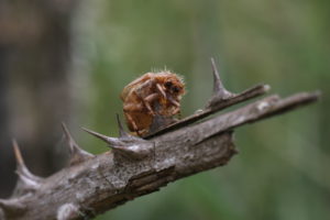 La pie-grièche écorcheur utilise les épines pour y accrocher ses proies. Ici, un hanneton empalé sur le lardoir © R.Liozon LPO Aveyron