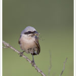 Les ronces sont importantes pour la pie-grièche écorcheur qui y chasse, y niche et y cache ses proies © T.Vergély