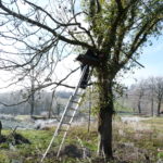 Installation d'un nichoir à chevêche chez Anthony Lorioux © M.Trille