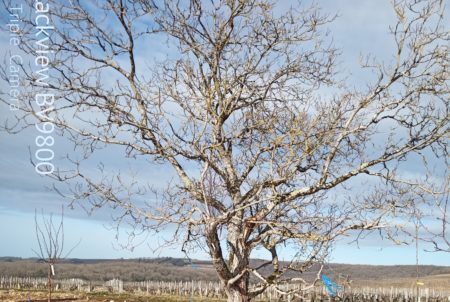 Arbre conservé sur la parcelle © S.Dujardin - LPO Yonne