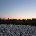 Troupeau de chèvres regroupées à la tombée du jour © C.Carr