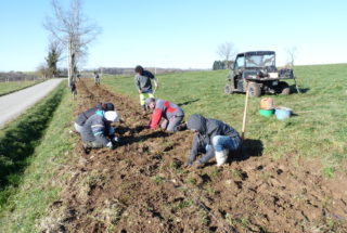 Pendant que certains préparent les trous, d'autres mettent en place les plants © M.Trille