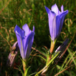 Gentiane croisette (Gentiana pneumonanthe) © Jean Terrisse LPO