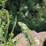 Lézard ocellé © Florian Escot LPO Aude