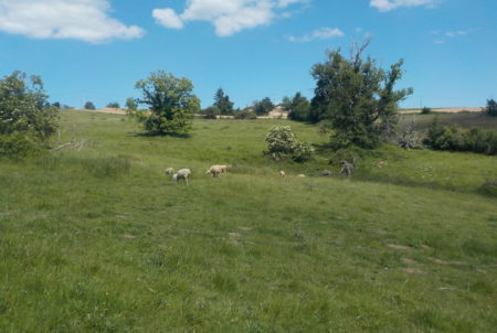 Pâturage des brebis © Anais Sève-Minnaert LPO AURA - DT Loire