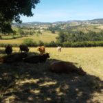 Vaches à l'ombre de la haie © Anaïs Sèvre-Minnaert LPO AURA - DT Loire