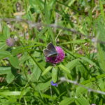 Petit papillon, l'Argus bleu marine (Maculinea rebeli) © E.Champion