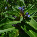 Oeufs d'Argus bleu marine déposés sur les feuilles de gentiane croisette © E.Champion