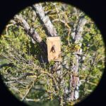 Une mésange surprise à l'entrée de son nichoir © LPO Yonne