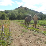 La traction animale aide aux travaux agricoles © GAEC d'ARTIAS