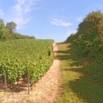 Parcelle de vignes entourée de haies © LPO Yonne