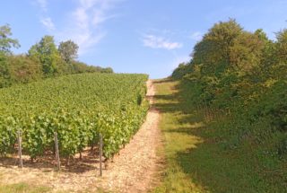 Parcelle de vignes entourée de haies © LPO Yonne