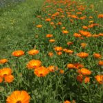 Calendula officinalis (ou souci officinal) une plante médicinale et aromatique (PAM) cultivée sur la ferme © Puech Autentik